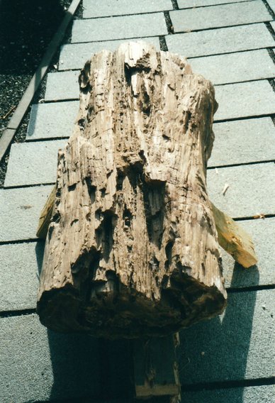 Versteinerter Baumstamm aus der Tertiärzeit